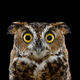Illustration for article titled Take A Moment To Marvel At These Unusually Intimate Owl Portraits